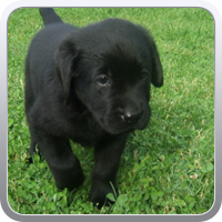 Harley_11.06.2010