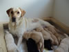 Mladi�ki Labradorci: Ponosna