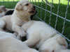 Mladi�ki Labradorci: Prvi sprehod na trati