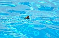 bazen_ukova_21.08.2011_0008