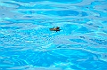 bazen_ukova_21.08.2011_0009