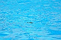bazen_ukova_21.08.2011_0010
