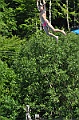 bazen_ukova_20.08.2011_0251