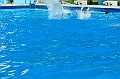 bazen_ukova_20.08.2011_0486