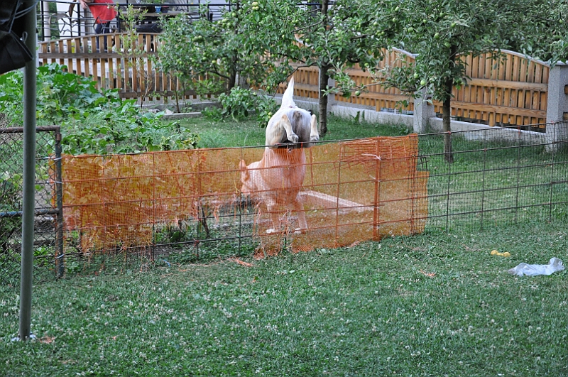 mladicki_11.07.2010_0014.jpg