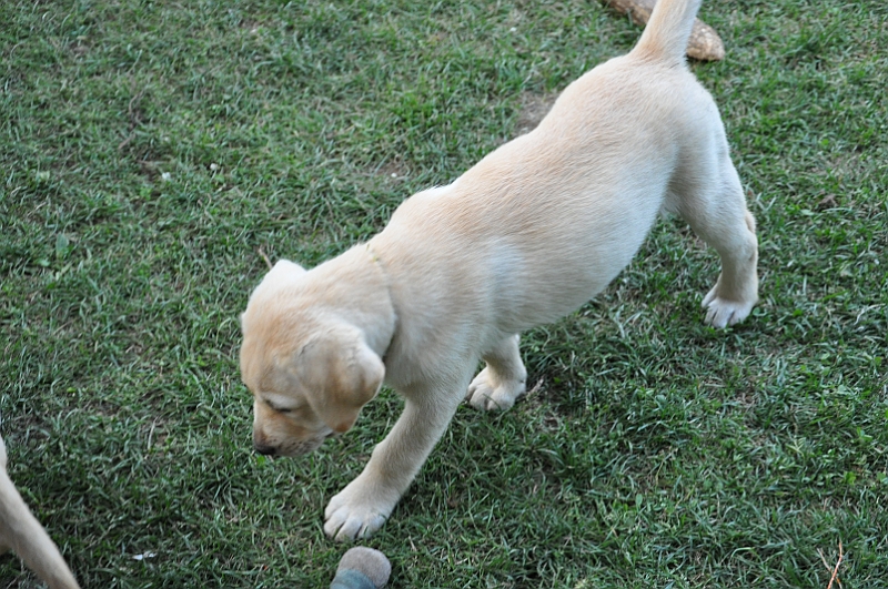 mladicki_11.07.2010_0028.jpg