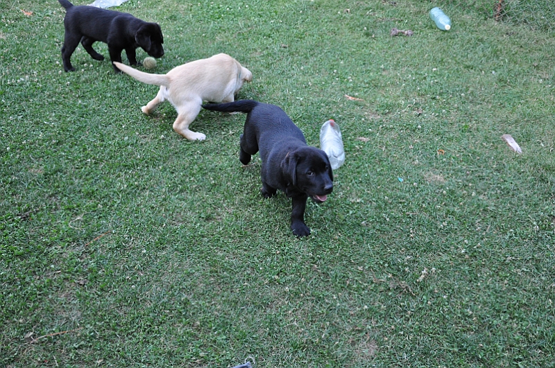 mladicki_11.07.2010_0057.jpg
