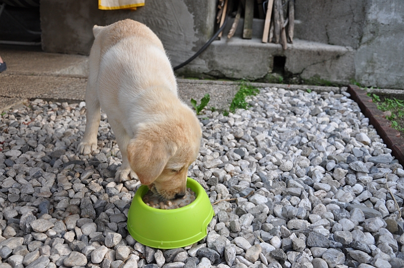mladicki_11.07.2010_0090.jpg
