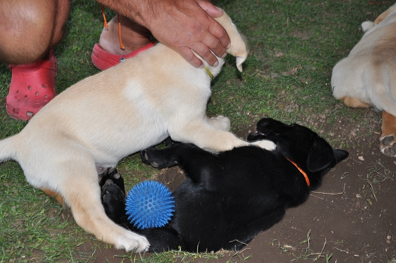 mladicki_11.07.2010_0102.jpg