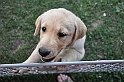 mladicki_11.07.2010_0017