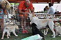 mladicki_11.07.2010_0047