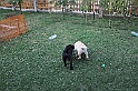 mladicki_11.07.2010_0056