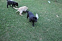 mladicki_11.07.2010_0057