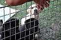 mladicki_11.07.2010_0076