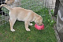 mladicki_11.07.2010_0088