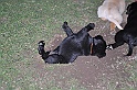 mladicki_11.07.2010_0093