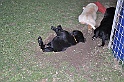 mladicki_11.07.2010_0094