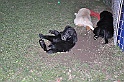 mladicki_11.07.2010_0095