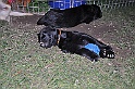 mladicki_11.07.2010_0103