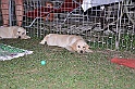 mladicki_11.07.2010_0106