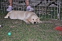 mladicki_11.07.2010_0110