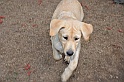 mladicki_18.08.2010_023