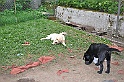 mladicki_18.08.2010_032