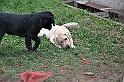 mladicki_18.08.2010_036