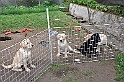 mladicki_18.08.2010_044