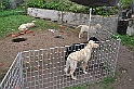 mladicki_18.08.2010_045
