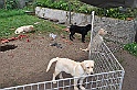 mladicki_18.08.2010_046
