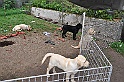 mladicki_18.08.2010_047