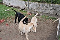 mladicki_18.08.2010_049