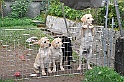 mladicki_18.08.2010_050