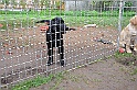 mladicki_18.08.2010_057