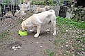 mladicki_18.08.2010_058