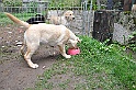 mladicki_18.08.2010_059